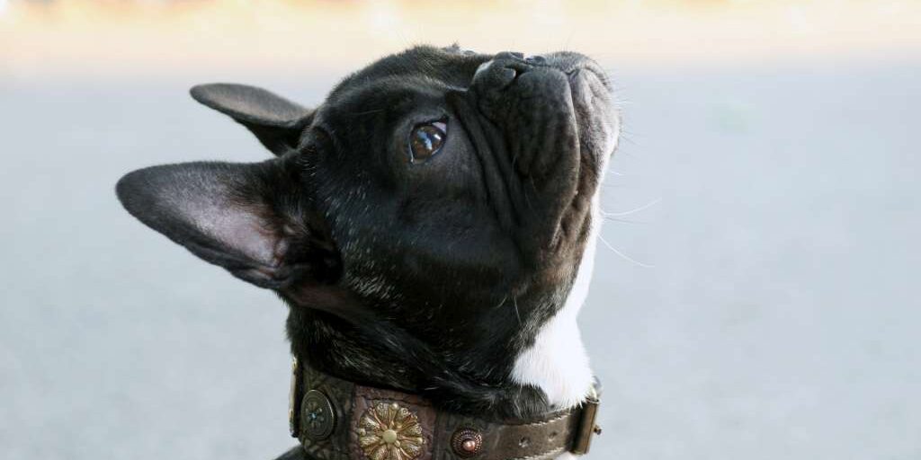 Small and extra small leather dog collars handmade by Workshop Sauri