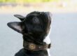 Small and extra small leather dog collars handmade by Workshop Sauri