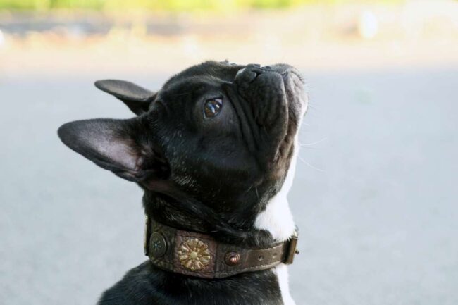 Small and extra small leather dog collars handmade by Workshop Sauri