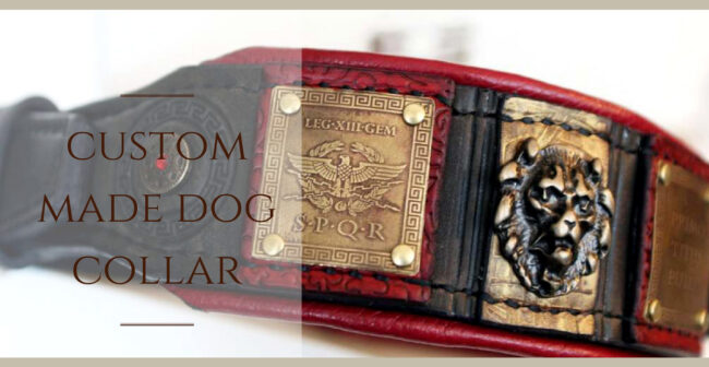Roman inspired dog collar for American bulldog
