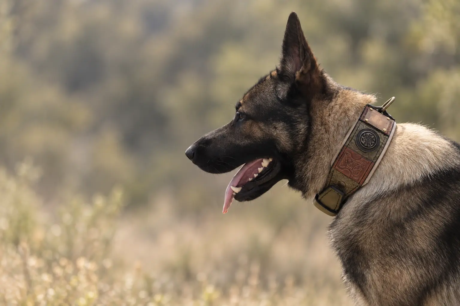 Green imperial leather dog collar by SAURI on German shepherd