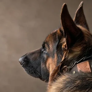 Imperial premium leather dog collar by SAURI on German shepherd