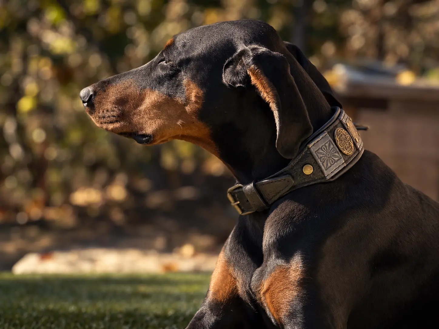 Luxury leather collar for large dogs BLACK IMPERIAL by SAURI