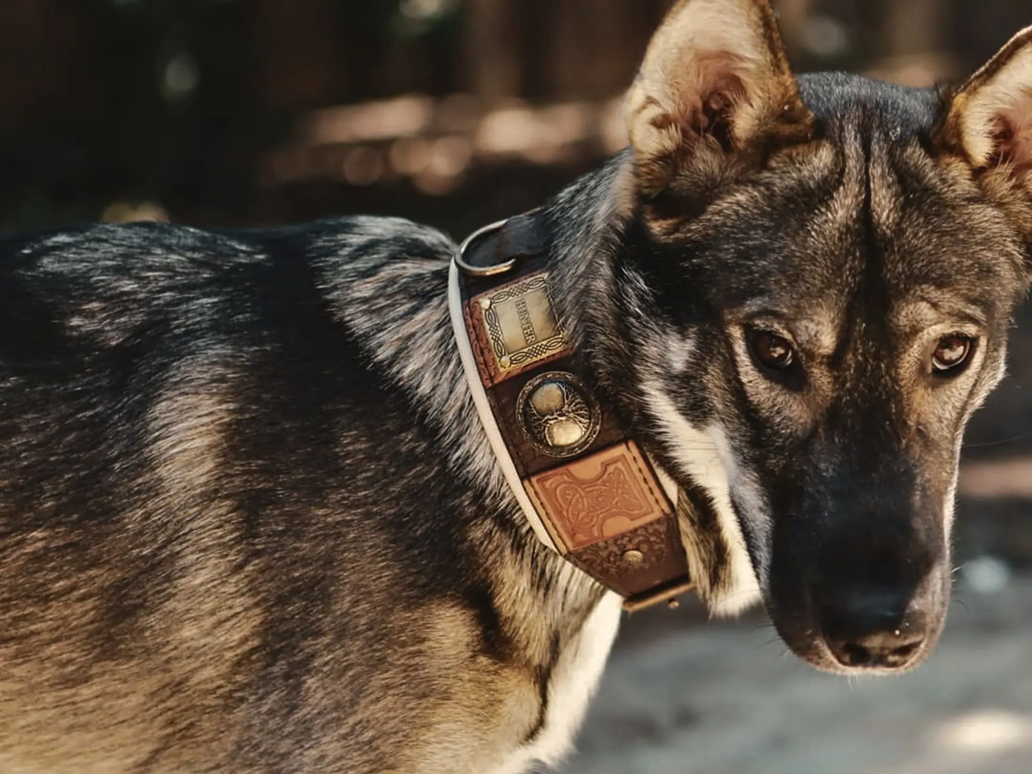 Personalized antique leather dog collar for large dogs IMPERIAL by SAURI