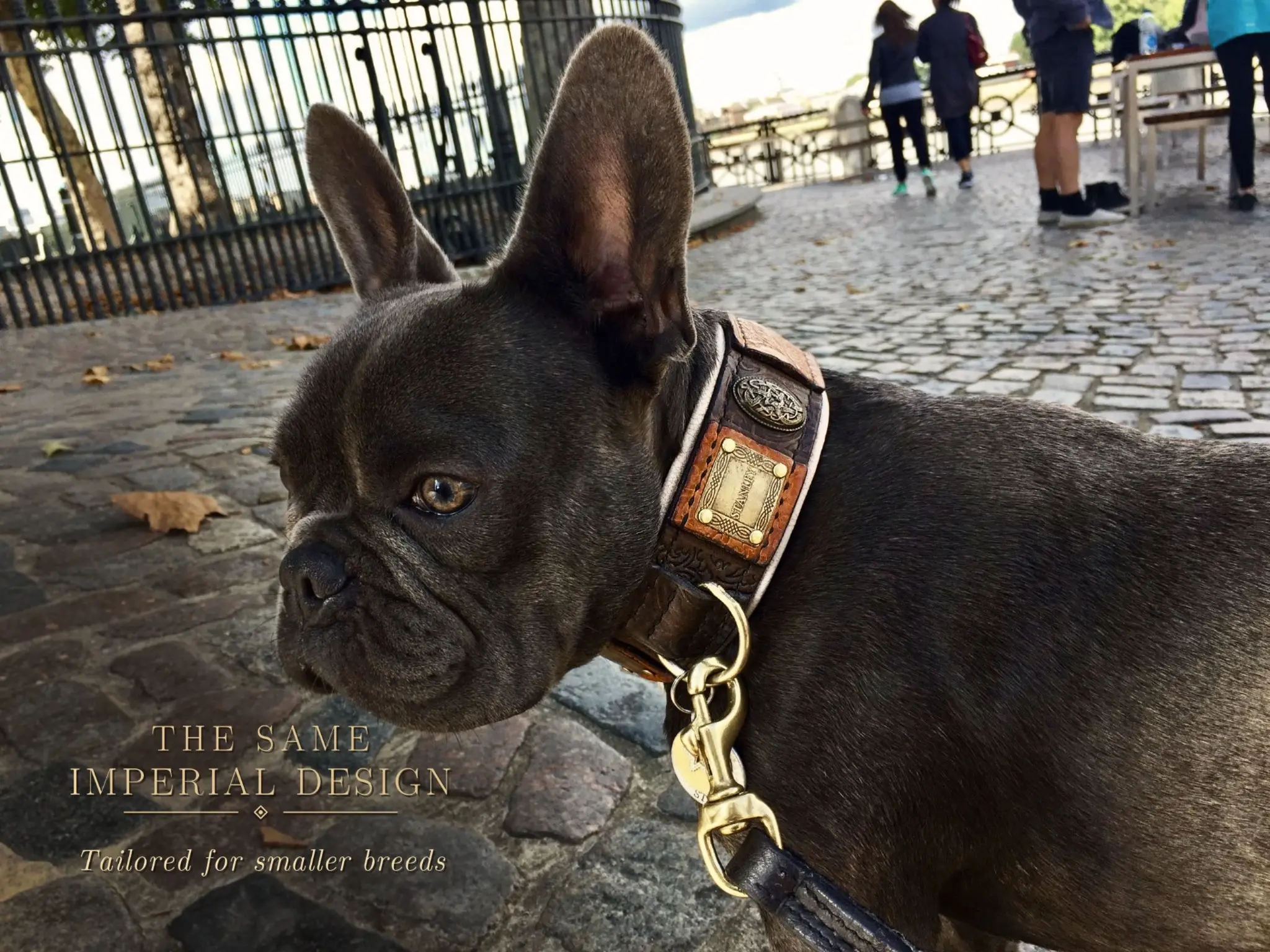 Personalized brown leather dog collar IMPERIAL by SAURI on french bulldog