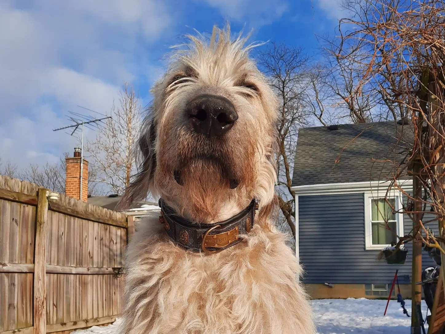 Rustic leather dog collar SARDI by SAURI on Irish Wolfhound
