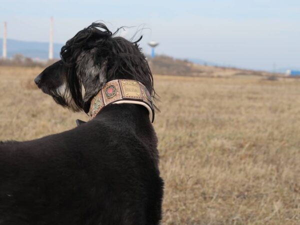 Scythia luxurioushound collar by Workshop Sauri
