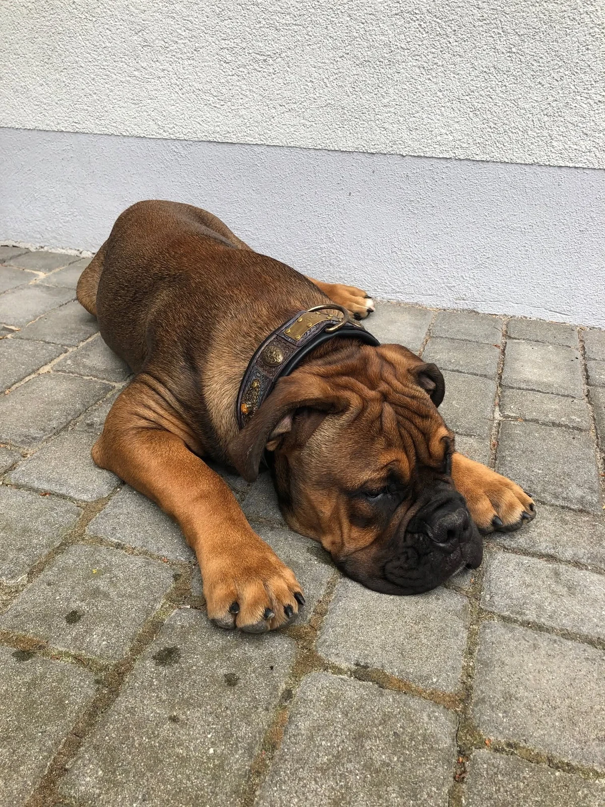 sardi rustic leather dog collar on old english bulldog