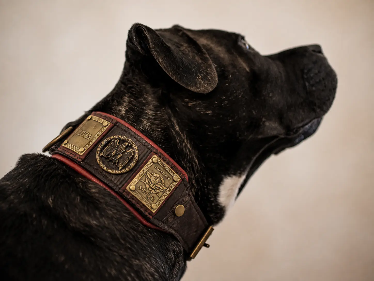 Roman inspired dog collar on Cane Corso