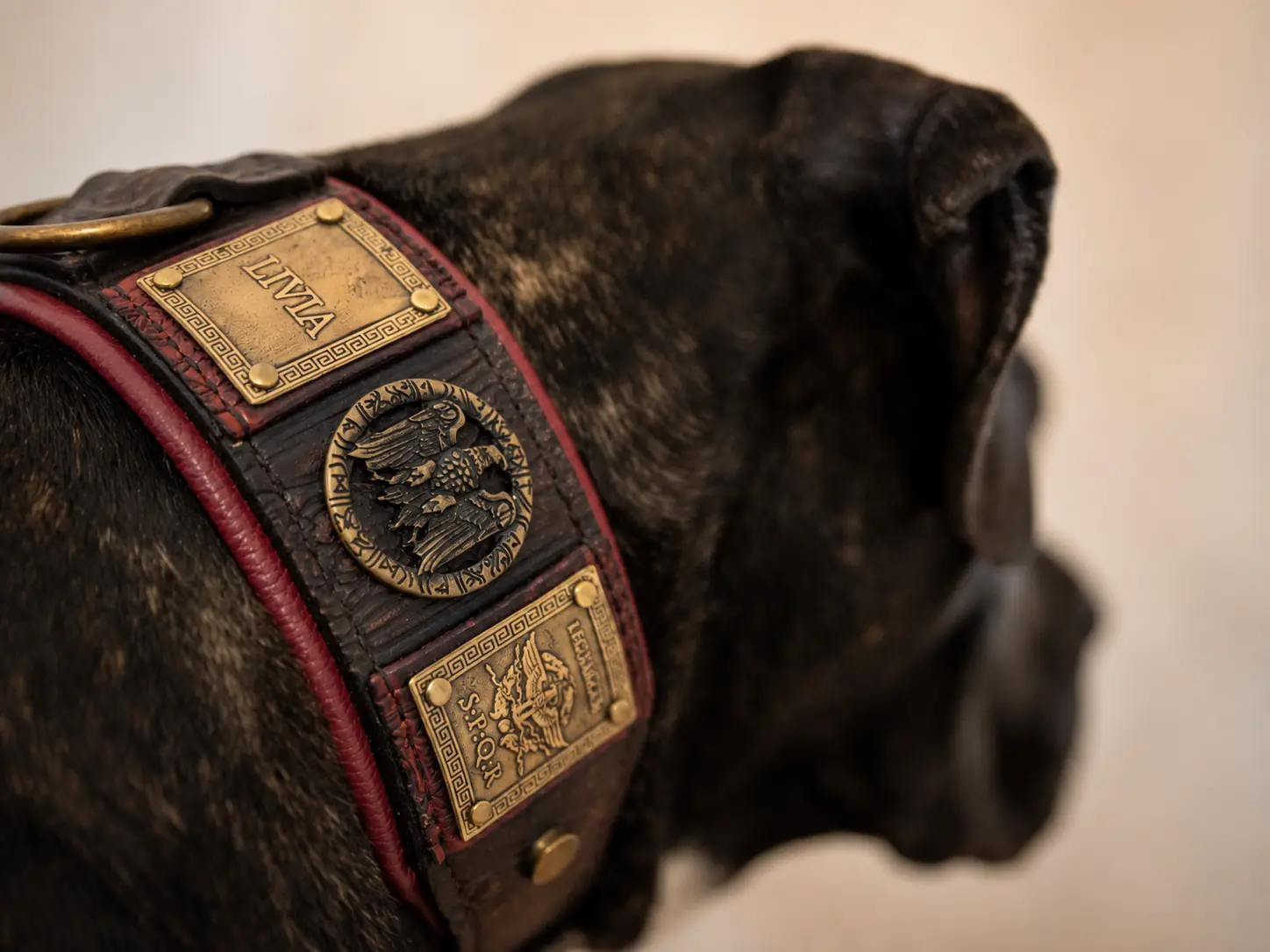 Roman inspired leather dog collar on Cane Corso