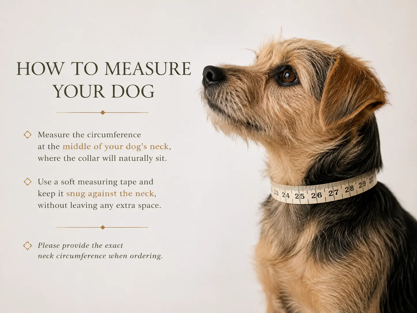 How to measure your dog's neck