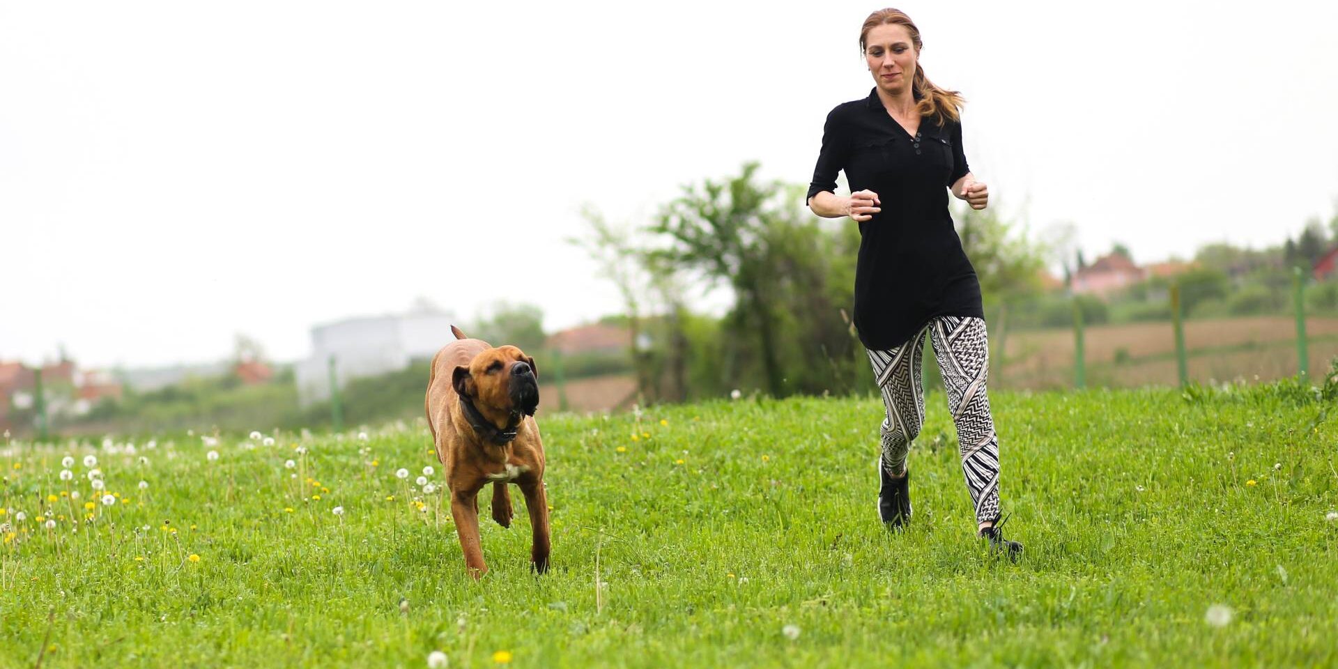 Dog lovers diary Memories of Hachiko Tosa inu Dog lovers diary Memories of Hachiko Tosa inu