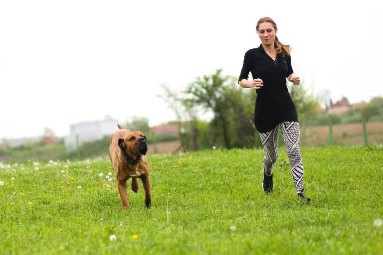 Dog lovers diary Memories of Hachiko Tosa inu Dog lovers diary Memories of Hachiko Tosa inu