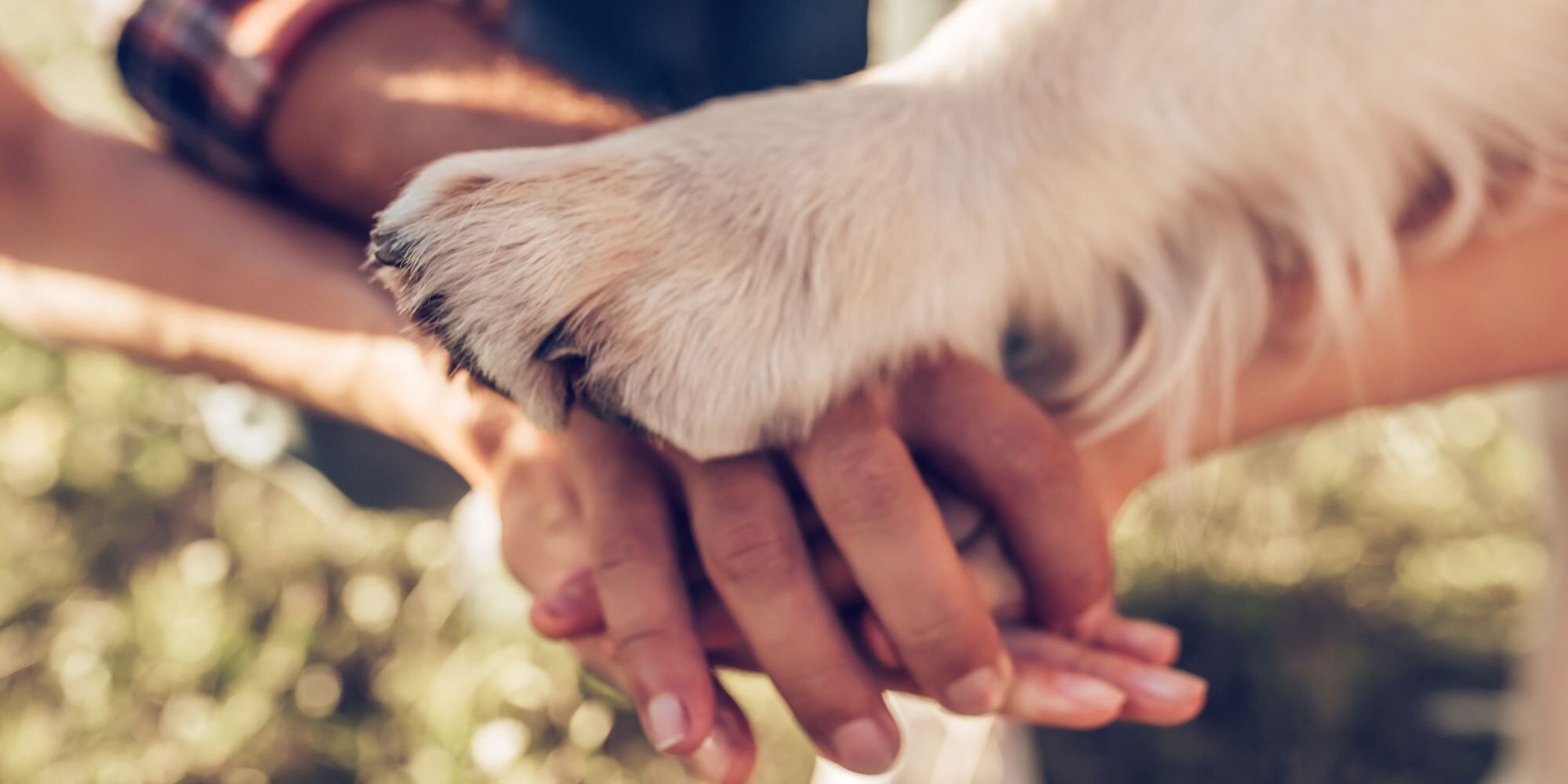 Fight animal cruelty Fight animal cruelty